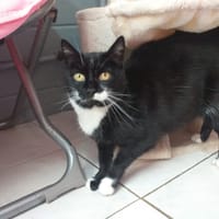 WENDY, chatte à adopter