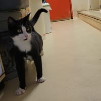 ALIBI PAB28204, chat à adopter