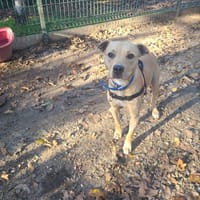 Youki, chien à adopter