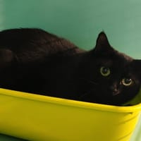 GENAIMAR, chatte à adopter