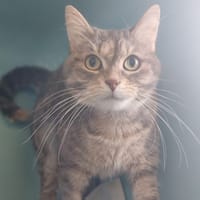 SHAM, chatte à adopter