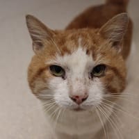 JOSEPH, chat à adopter