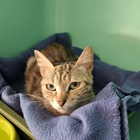 EVANESCENCE, chatte à adopter
