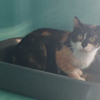 DOUDOU, chatte à adopter