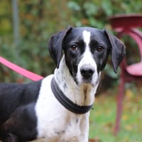 Rita, chienne à adopter