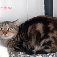 Maryline, chatte à adopter