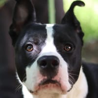 COBALT, chien à adopter