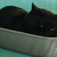 ACAPULCO, chat à adopter