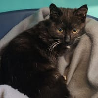 PAKK, chatte à adopter