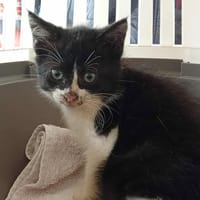 INOX, chat à adopter