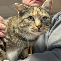 NELLY, chatte à adopter