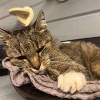 SARDINE, chatte à adopter