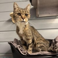 SARDINE, chatte à adopter