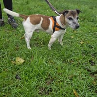 FILOU, chien à adopter