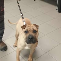 AYSKO, chien à adopter