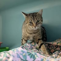 SIENNA, chatte à adopter