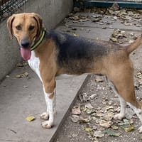 SNOW, chien à adopter