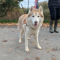 Orion, chien à adopter