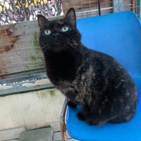 Louna, chatte à adopter