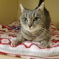 ANGELYS PAB28192, chatte à adopter