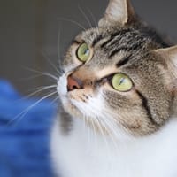 Pixie, chatte à adopter
