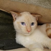 MICHELANGELO PAB28072, chat à adopter