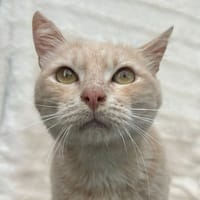 Lito, chat à adopter