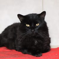 Apollon, chat à adopter