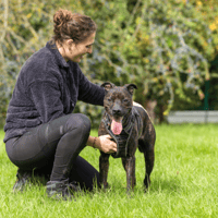 SHERIF OAA19854, chien à adopter