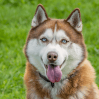 THANOS OAA19842 (reservé), chien à adopter