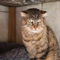 Jules, chat à adopter