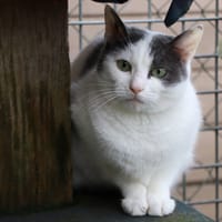 Cruella, chatte à adopter