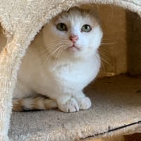 Paprika, chatte à adopter