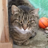 TITOUNE, chatte à adopter
