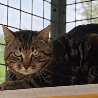 VEGA, chat à adopter