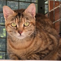 ELIE, chatte à adopter