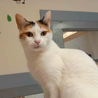 RAINETTE, chatte à adopter