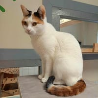 RAINETTE, chatte à adopter