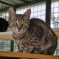 WIWAÏ, chatte à adopter