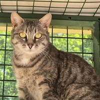 Ginseng, chatte à adopter