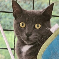PEAKY, chat à adopter