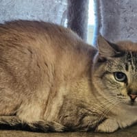 MINOUCHE, chatte à adopter