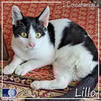 Lillo, gatto da adottare