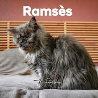 RAMSES A l'adoption, chat à adopter