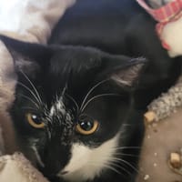 Mohi, chatte à adopter