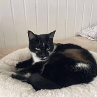 MOLLY, chatte à adopter