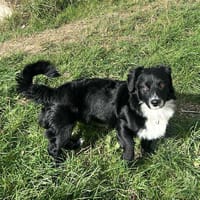 Zéphyr, chien à adopter