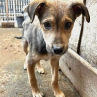 Maldoum, chien à adopter