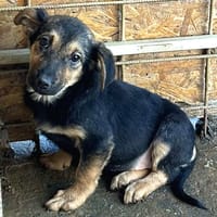 Juno, chienne à adopter