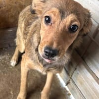 Inima, chienne à adopter